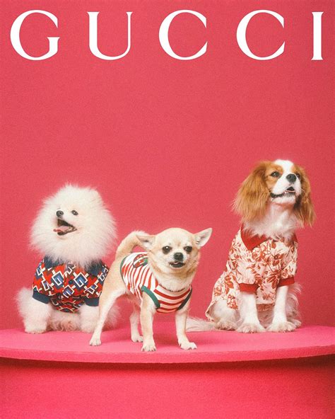 grijze gucci pet|gucci pet collection.